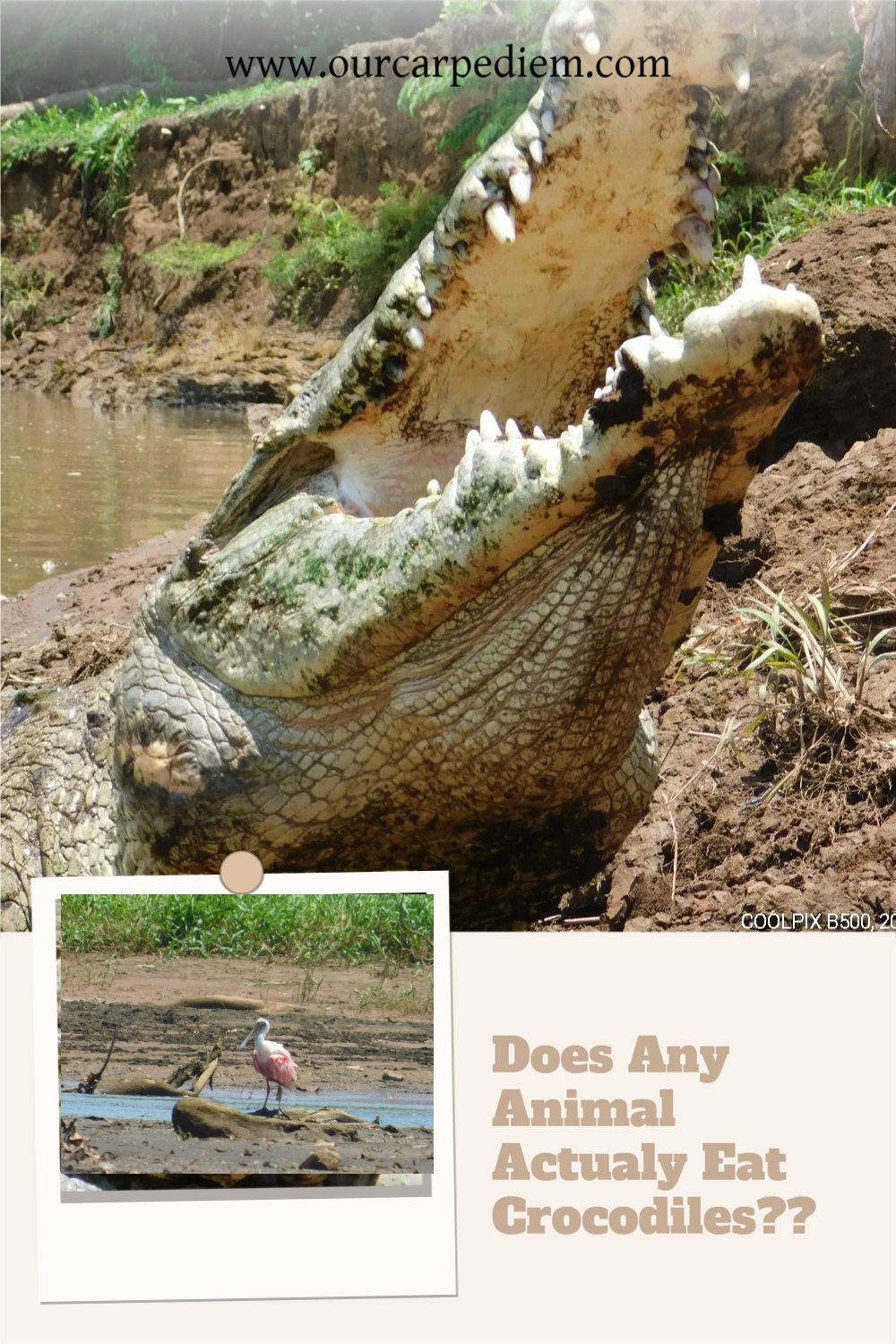 Top Crocodile Predators? Don’t Miss Out on the Best!