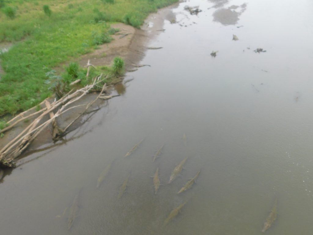 See crocodiles from above in the Tarcoles river 