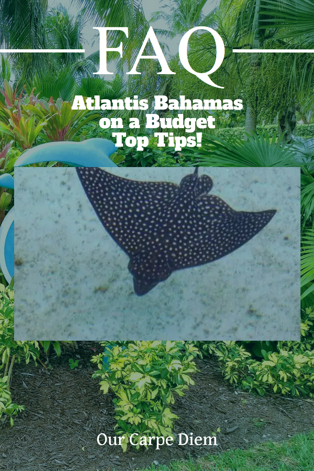 Atlantis Bahamas. How to do it on the cheap on a budget? Is the dining plan worth it? How can you get a free stay at Paradise Island? Dolphins, sharks, rays, lobsters and sawfish. How to get Caesars Diamond status for a complimentary stay in the Royal. Affordable food. The fish fry. What is #Aquaventure? #ThingToDo #TravelDestinations #BudgetTravel. #ComfortSuites #ParadiseIsland #OurCarpeDiem #Atlantis