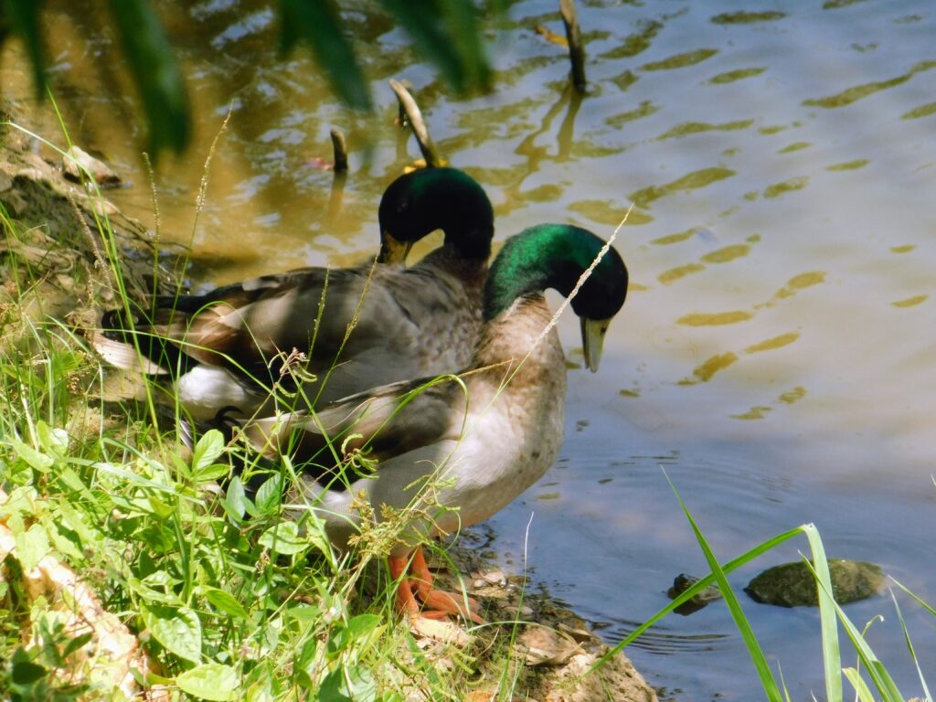 Two mallards, blissfully unaware of the Lokono hunting techniques
