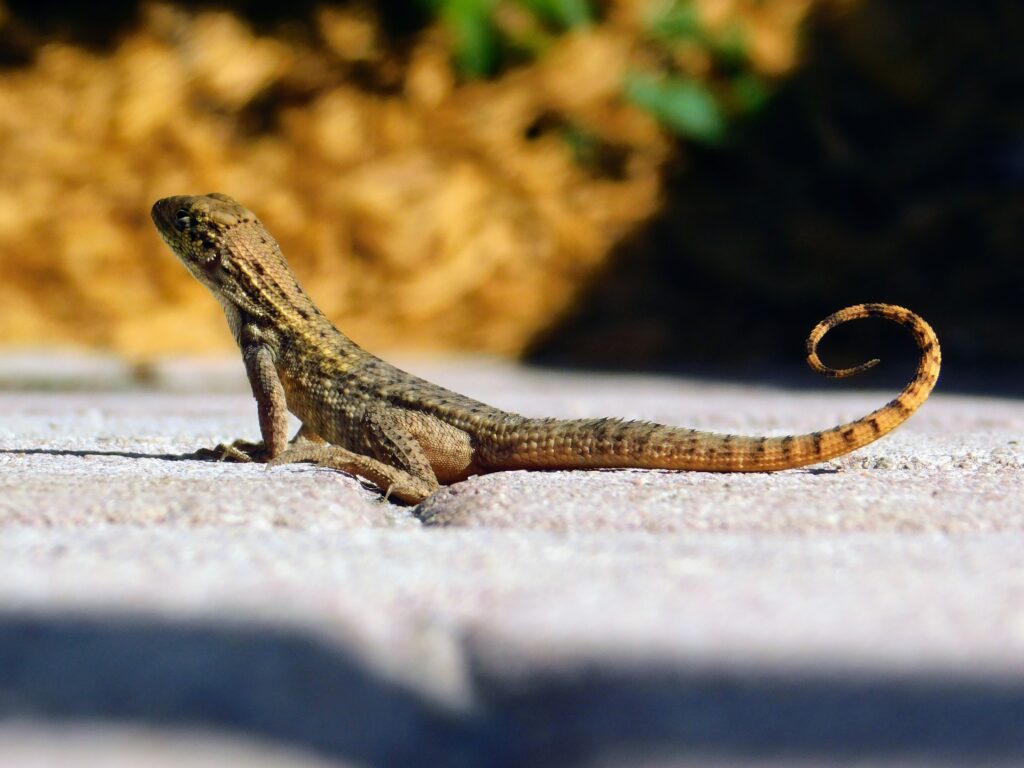 Curly tailed lizard in cobra pose