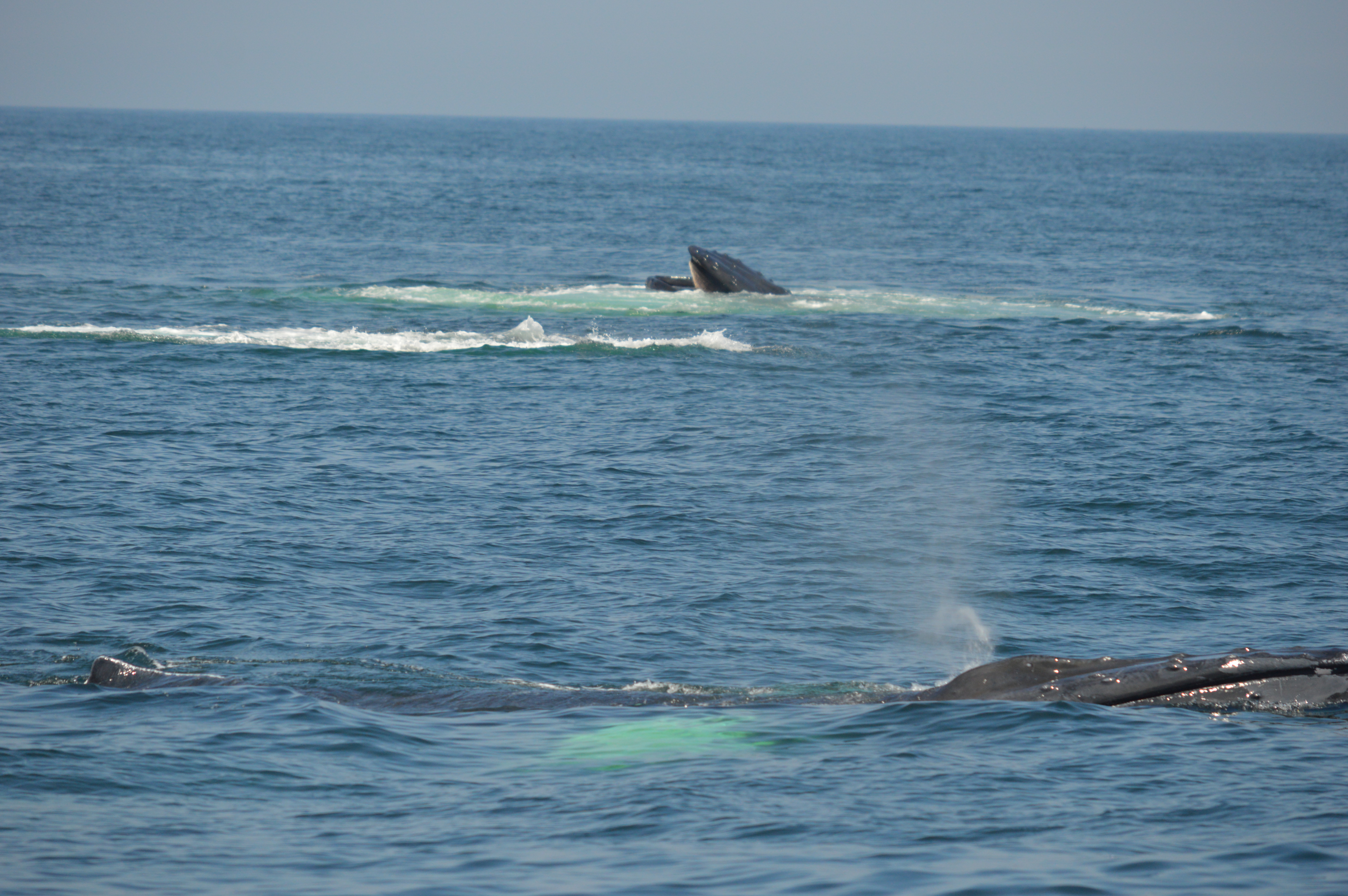 humpback whales bubble feeding at Stellwagen