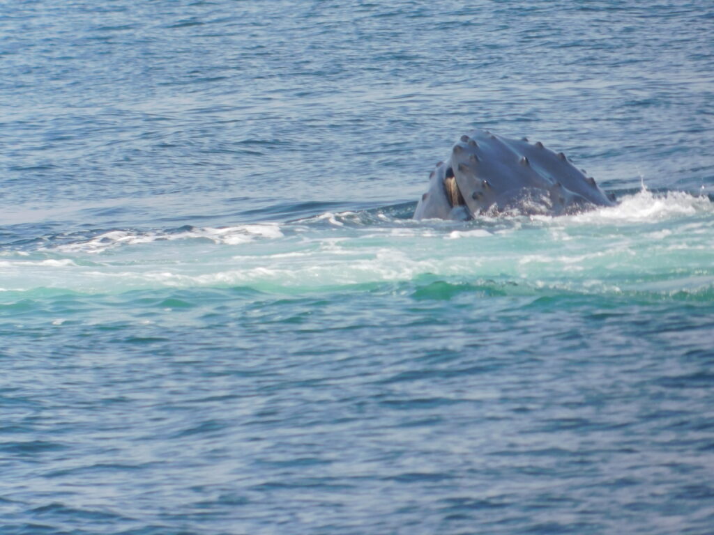 whale coming up at a bubble-net