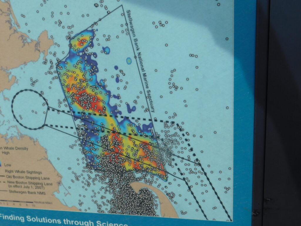 Map of Stellwagen Bank with dots showing where right whales have been observed. 
