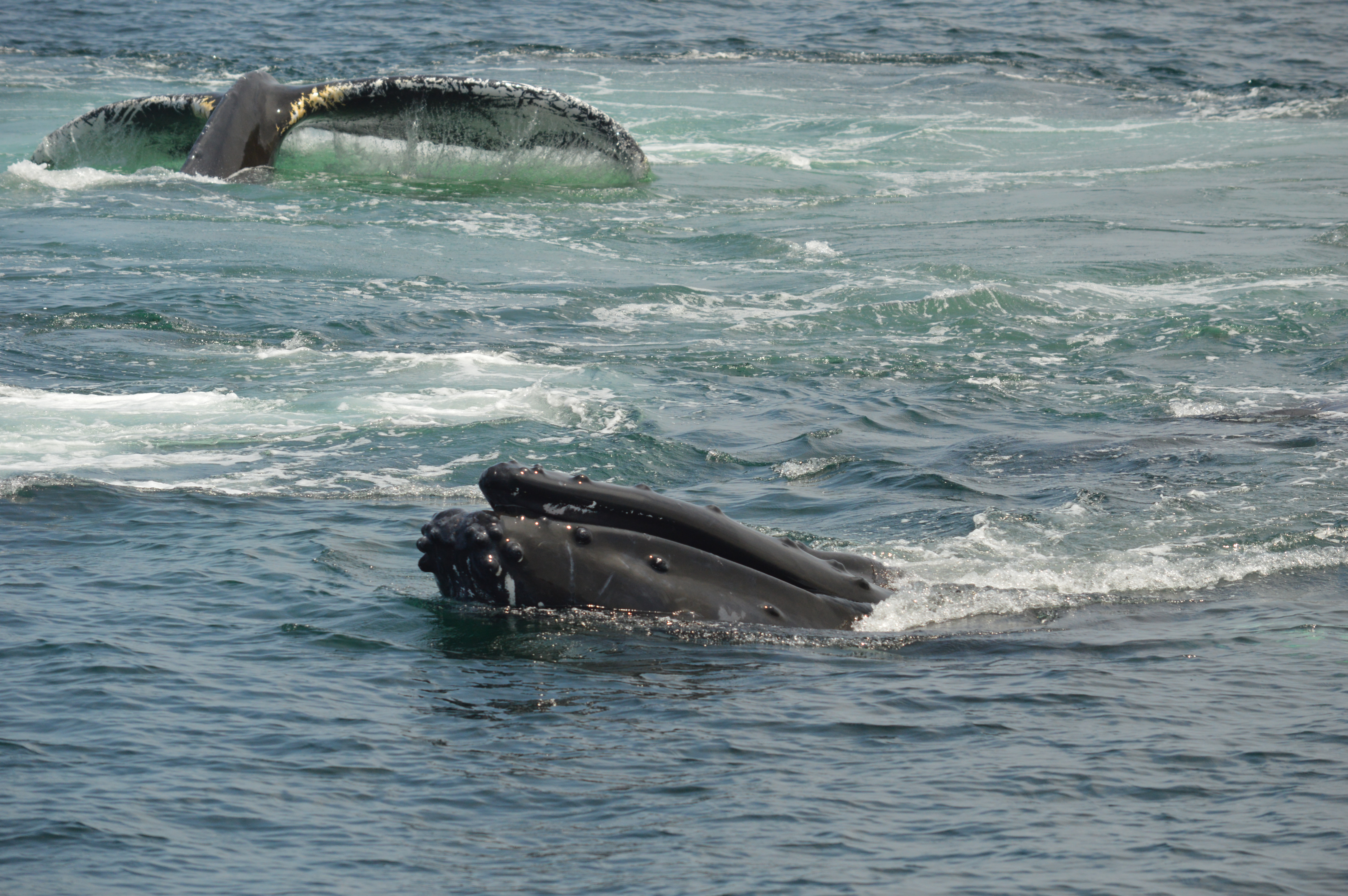 Two humpback whales at Stellwagen Bank