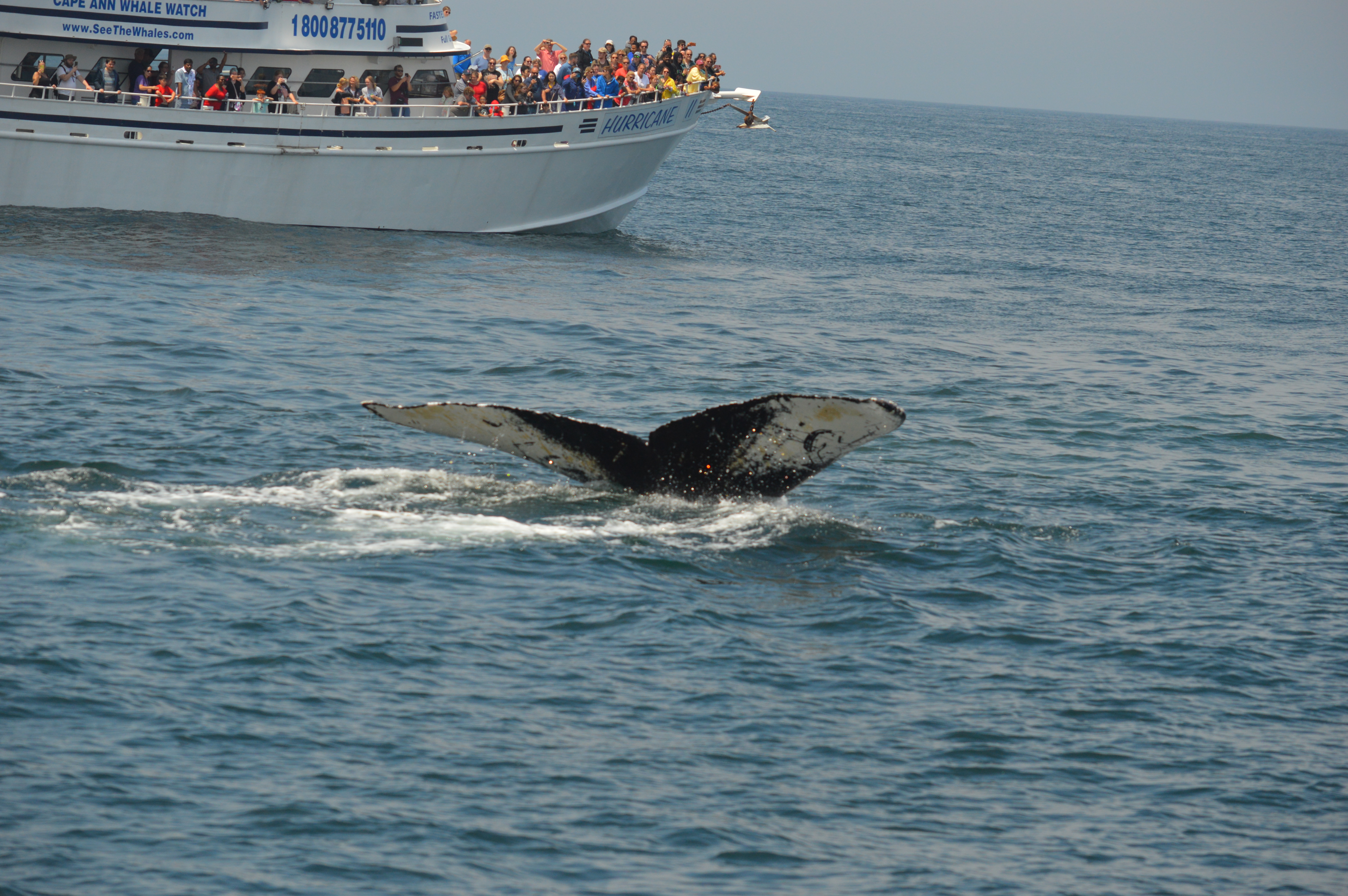 whale and boat