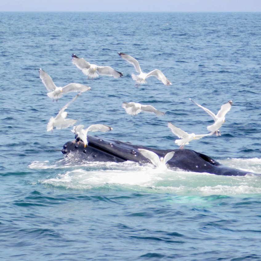 Humpback whale feeding with lots of gulls trying to get in on the action.