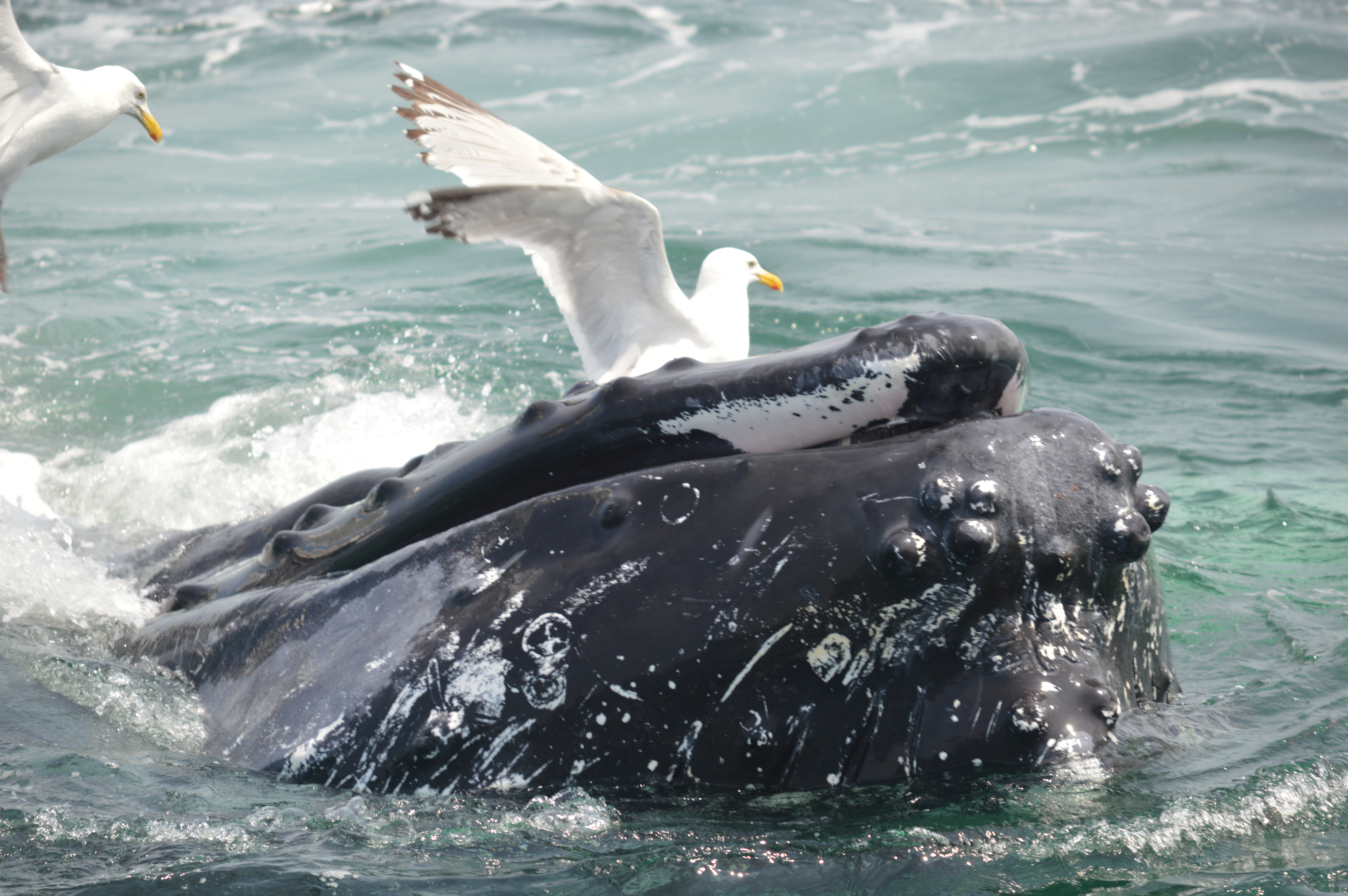 Whale and gull at Stellwagen Bank