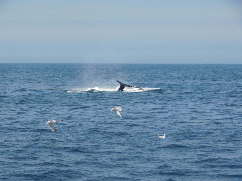 whale tail (fluke) disappearing under water with three gulls flying in the foreground. 