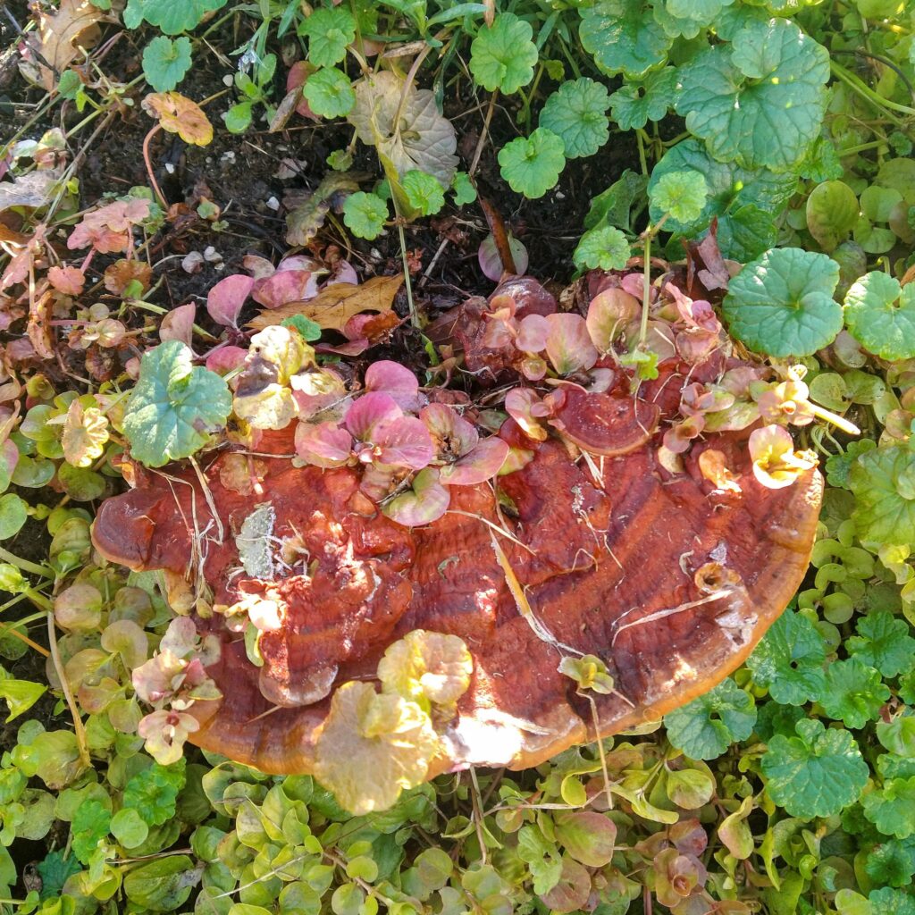 mushroom in fall colors