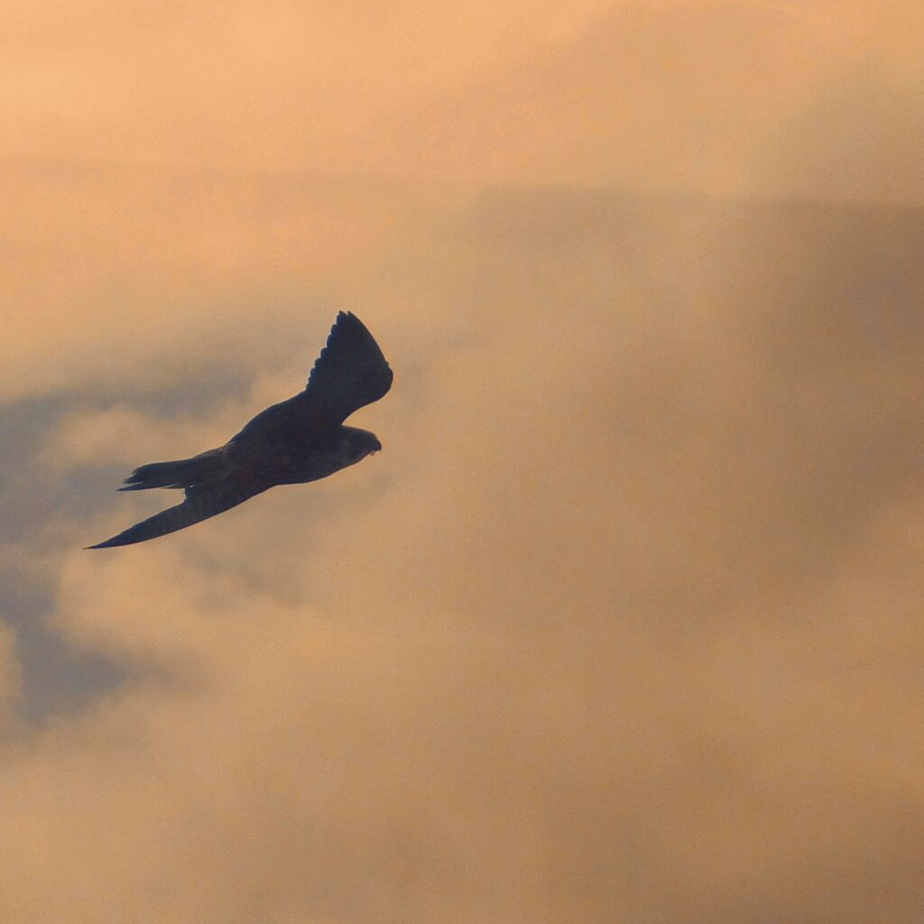 Peregrine Falcon on the Atlantic