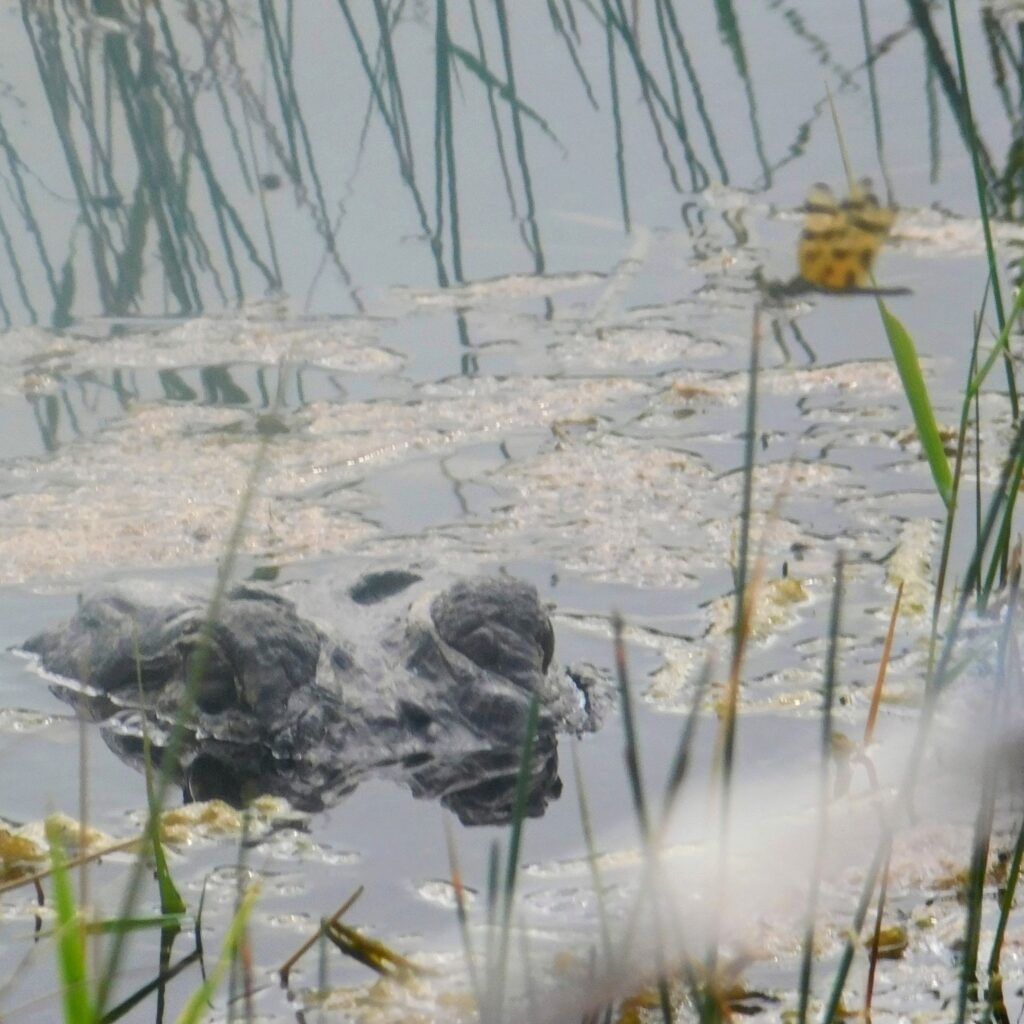 alligator and very brave dragonfly in fall colors