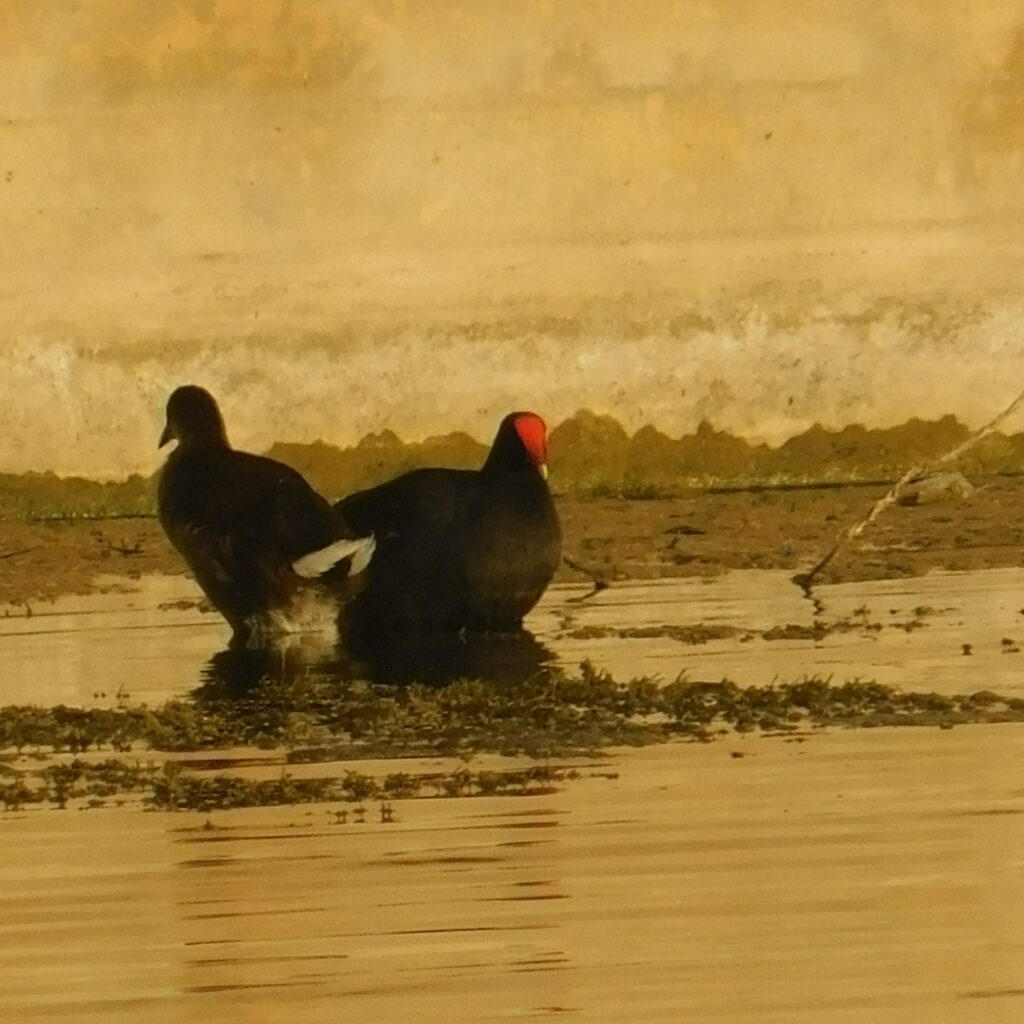 common gallinues in fall colors