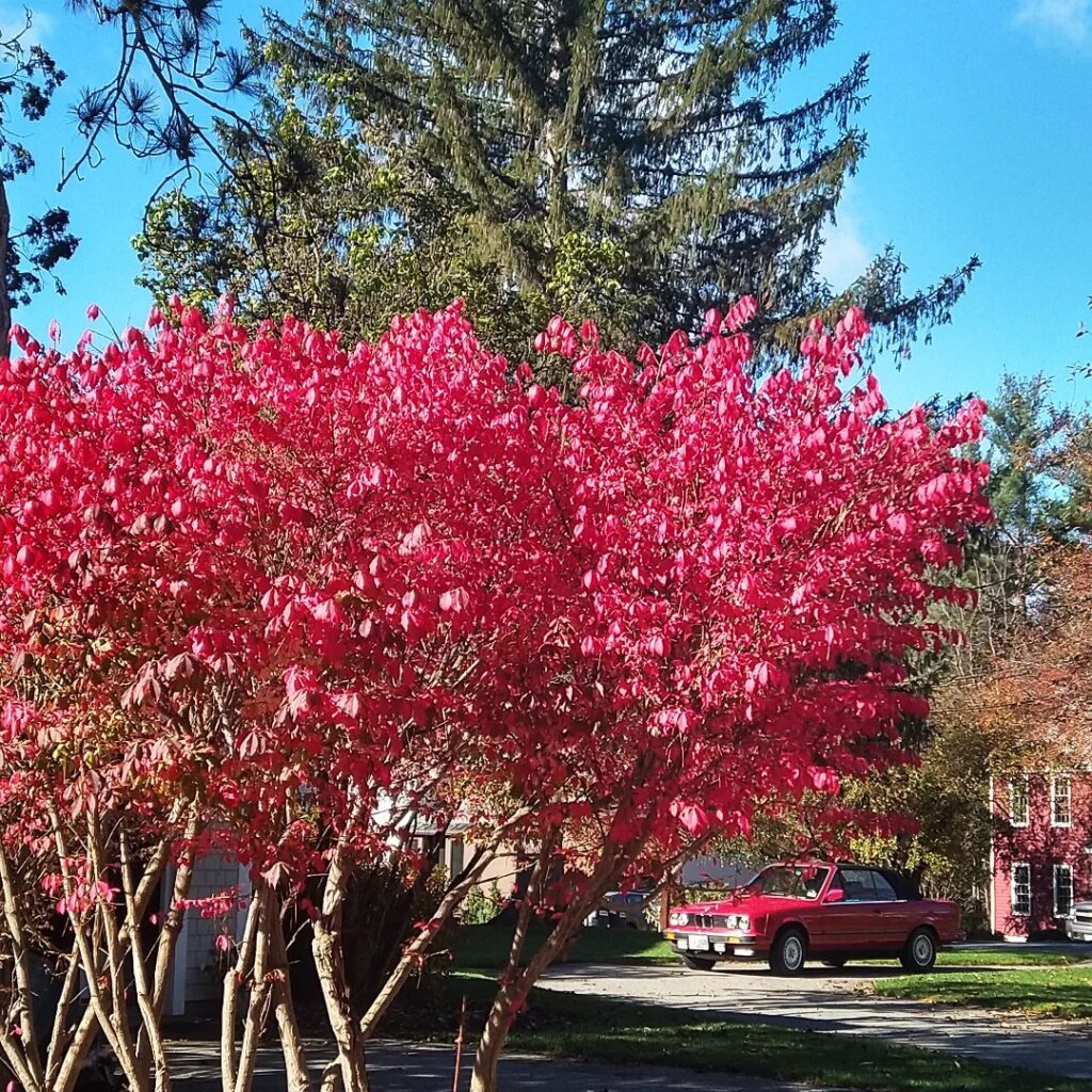 Red fall foliage, New England fall colors