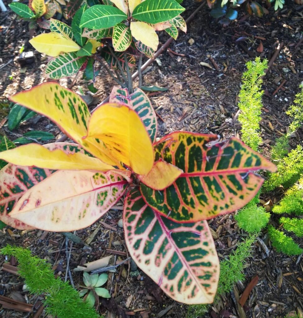 croton with fall color leaves