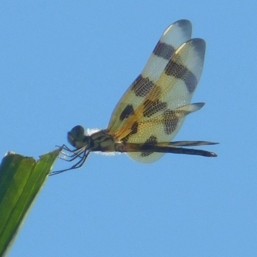 halloween pennant dragonfly