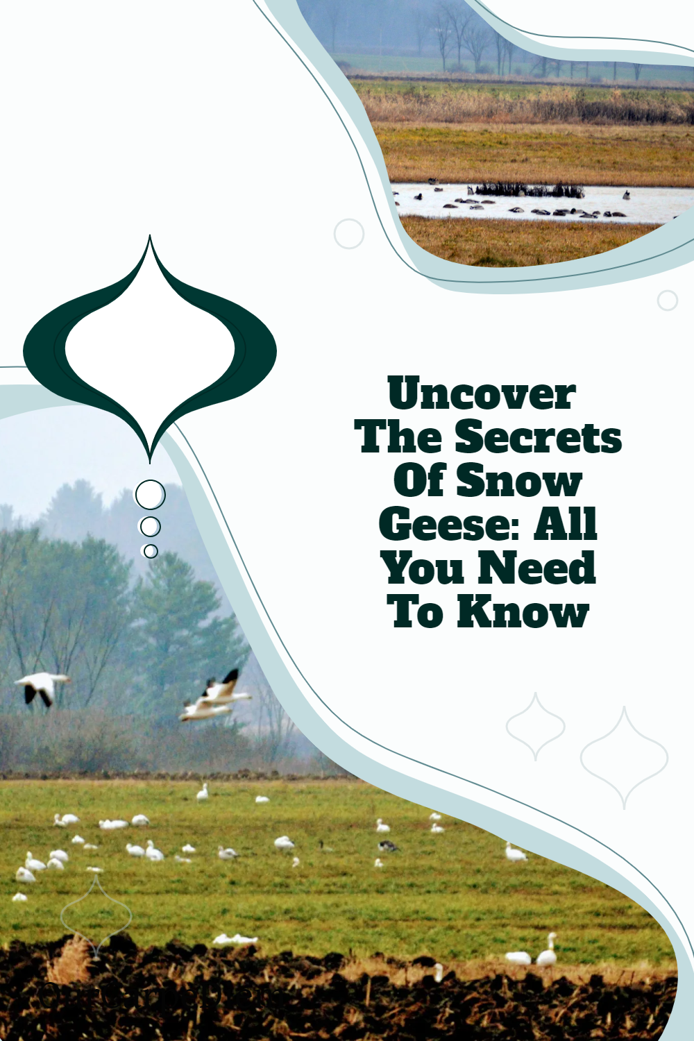 Uncover The Secrets Of Snow Geese: All You Need To Know