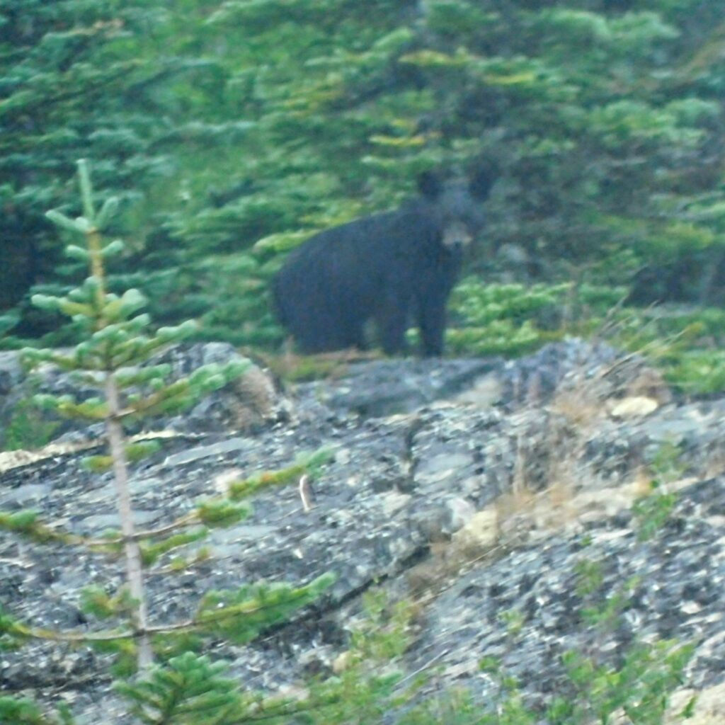 baby black bear in the Yukon