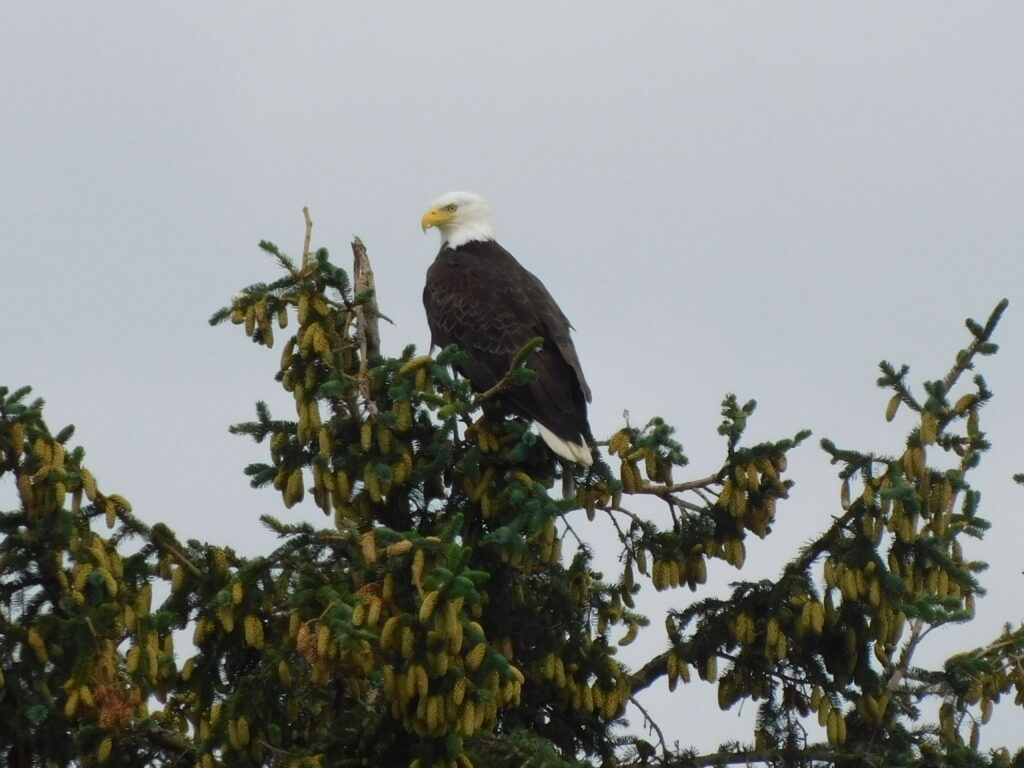 Bald Eagle in tree top