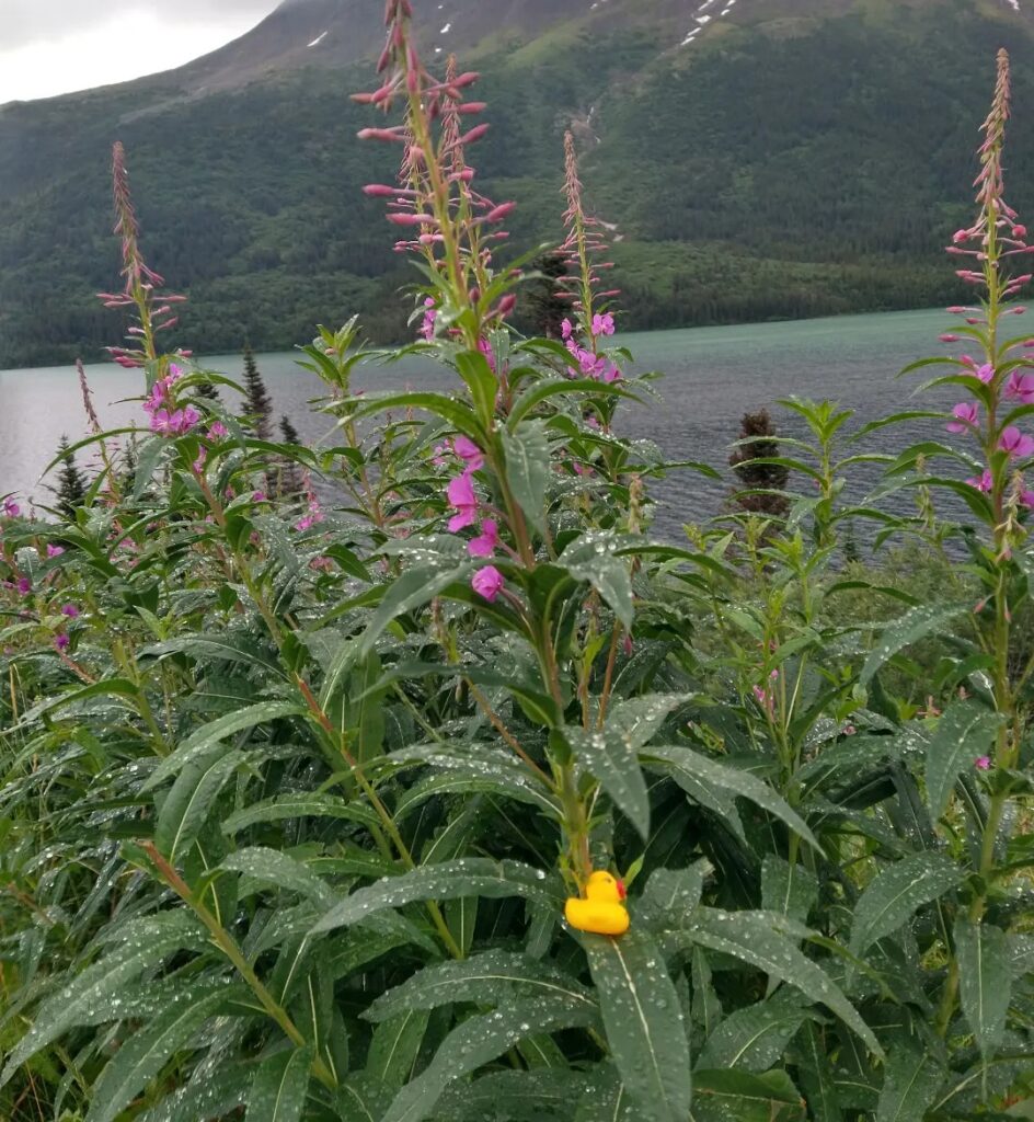 Kwek at a lake in the Yukon
rubber ducky flat Stanley travel picture