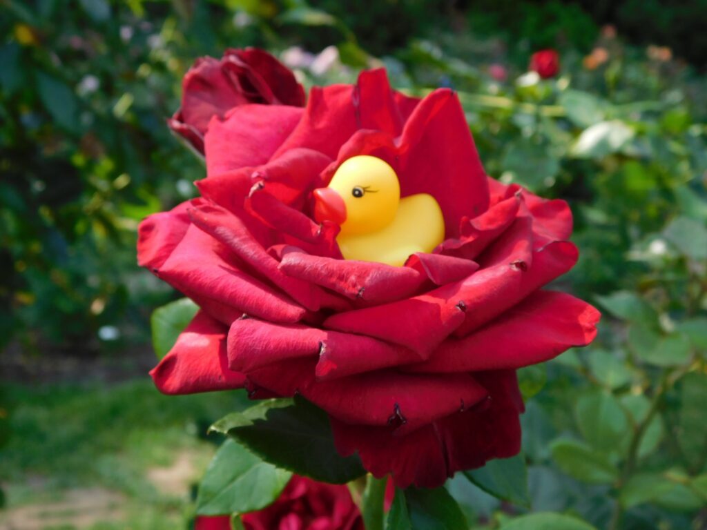 Yellow rubber ducky Kwek in a red rose. 