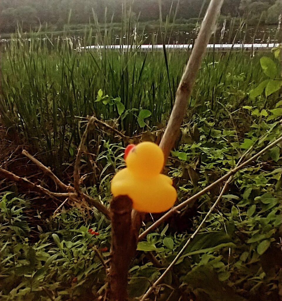 Kwek longingly staring at the Connecticut river Flat Stanley travel photo