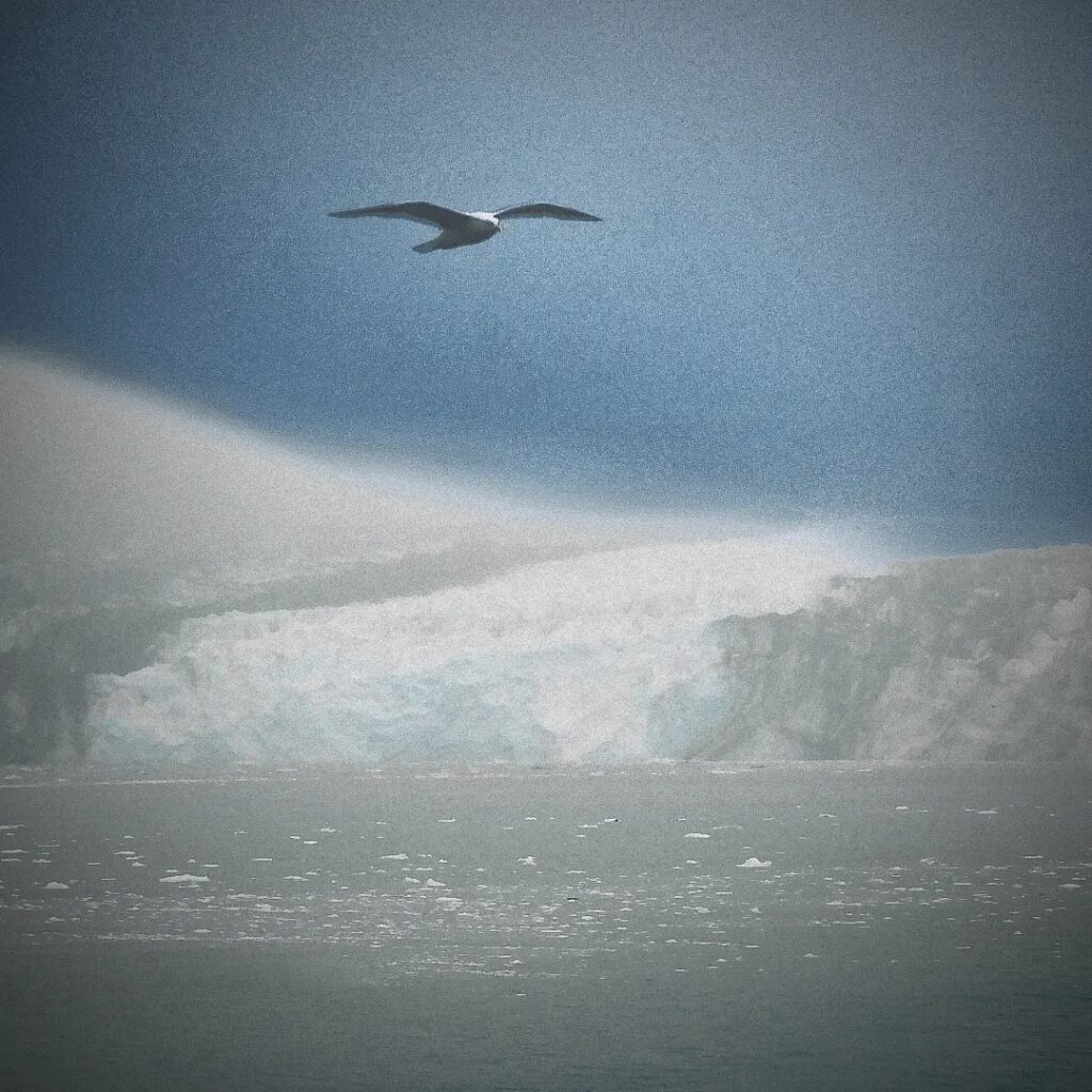 gull flying over glacier in Alaska