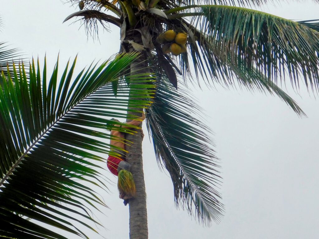 Polynesian guy climbing a palm to pick a coconut