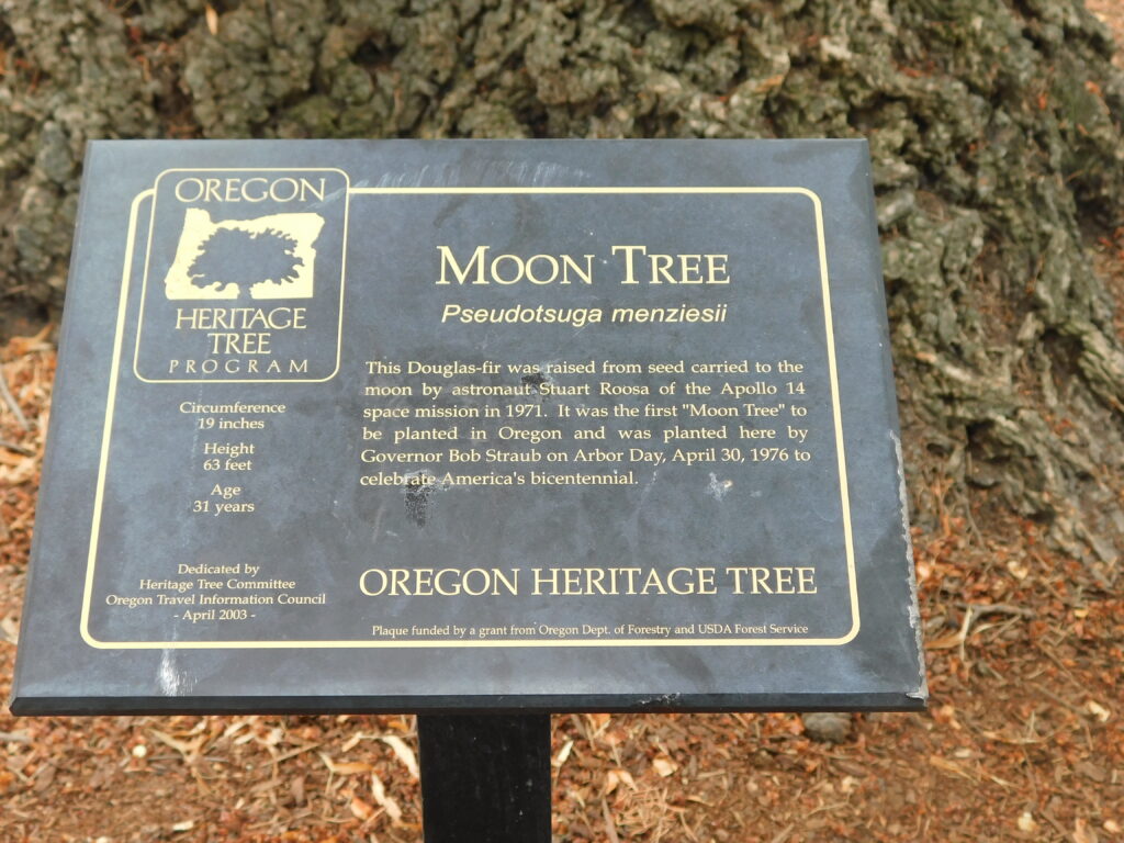 OREGON
HERITAGE TREE PROGRAM
Circumference 19 inches
Height 63 feet
Age 31 years
Dedicated by Heritage Tree Committee Oregon Travel Information Council - April 2003-
Schedule
MOON TREE
Pseudotsuga menziesii
This Douglas-fir was raised from seed carried to the moon by astronaut Stuart Roosa of the Apollo 14 space mission in 1971. It was the first "Moon Tree" to be planted in Oregon and was planted here by Governor Bob Straub on Arbor Day, April 30, 1976 to celebrate America's bicentennial.
OREGON HERITAGE TREE
Plaque funded by a grant from Oregon Dept. of Forestry and USDA Forest Service