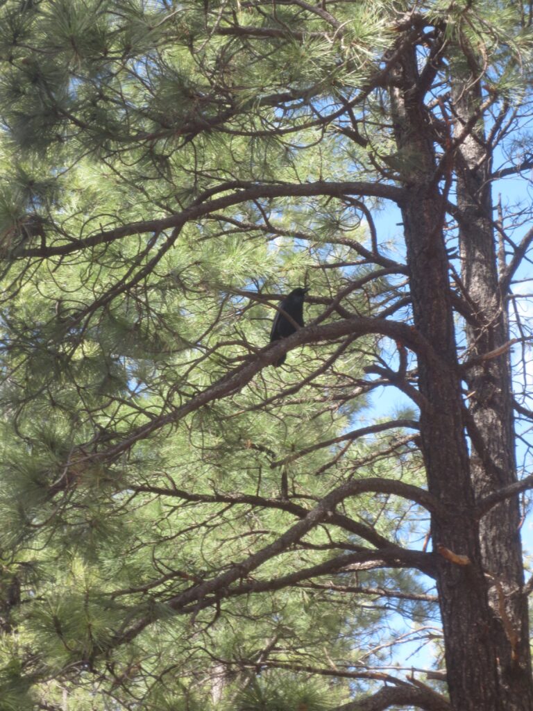 A tree in the forest with a crow. 