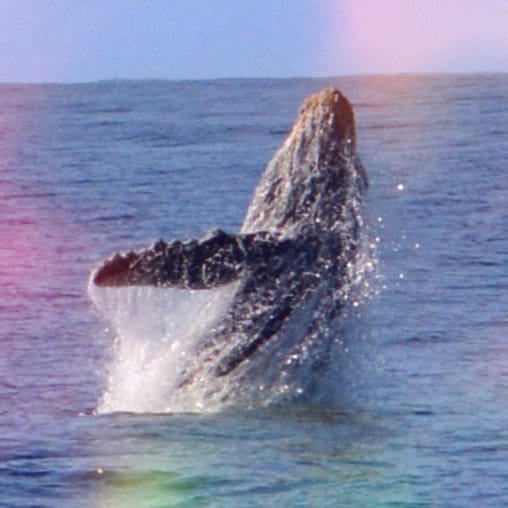 breeching whale on a free stay using Hilton honors point